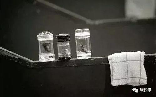 除间令,解读间令中的治国之道