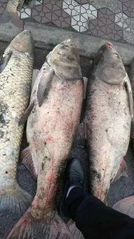 追踪巨型鱼 第三季,第三季惊心动魄的海洋探险之旅